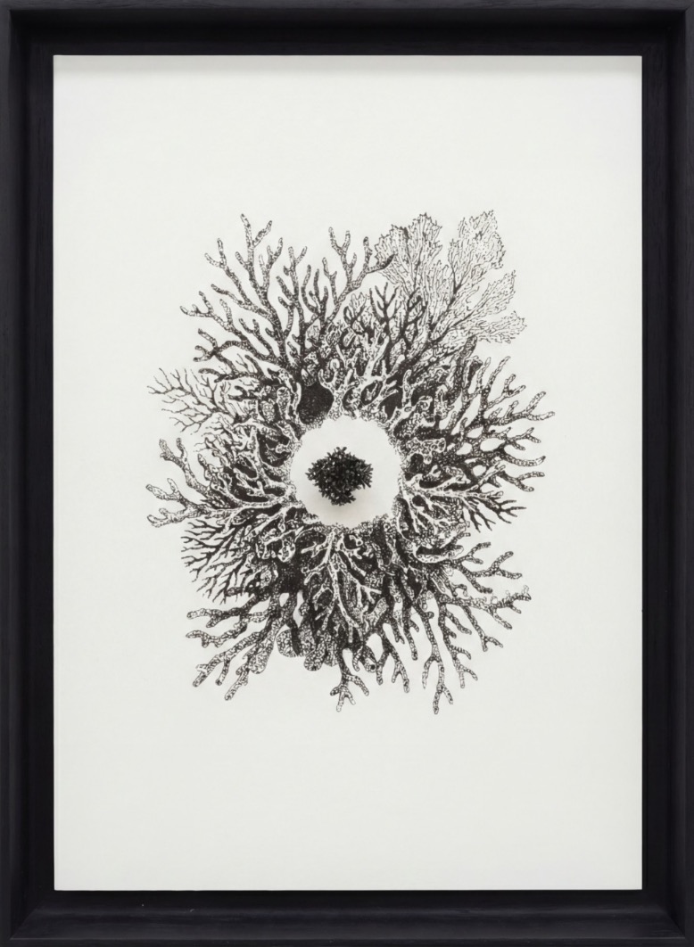 Benoît Barbagli Vautier, Fragment de Corail d’Argent, 2026